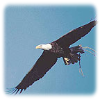 Space Coast Eagle in flight with branch for nest.