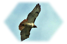 Space Coast Red-Tailed Hawk