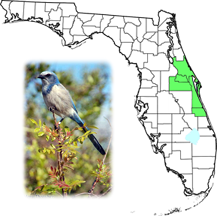Florida's Space Coast Birding area.