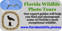 Photo / Wildlife Guided Tours